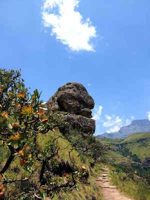 There's an angry looking gorilla on the trail to the Sphinx in Cathkin Park, Drakensberg.
Dare to climb on his head, the view is worth it.