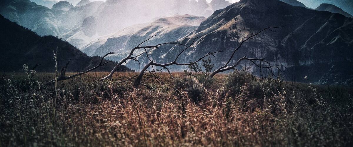A mountainous landscape with a prominent tree branch in the foreground and a range of mountains in the background.