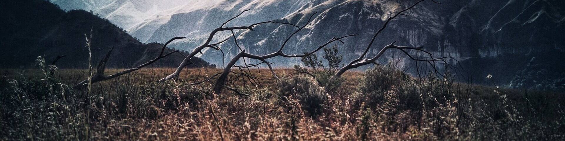 A mountainous landscape with a prominent tree branch in the foreground and a range of mountains in the background.