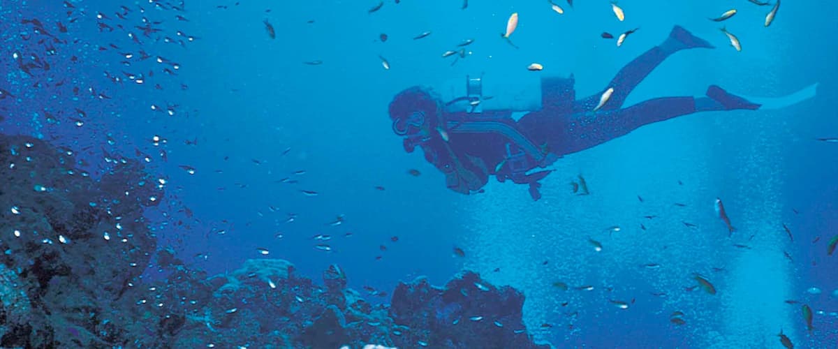 Praia da Baía Sodwana que inclui coral, vida marinha e scuba