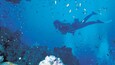 A diver surrounded by fish in a clear blue underwater environment.