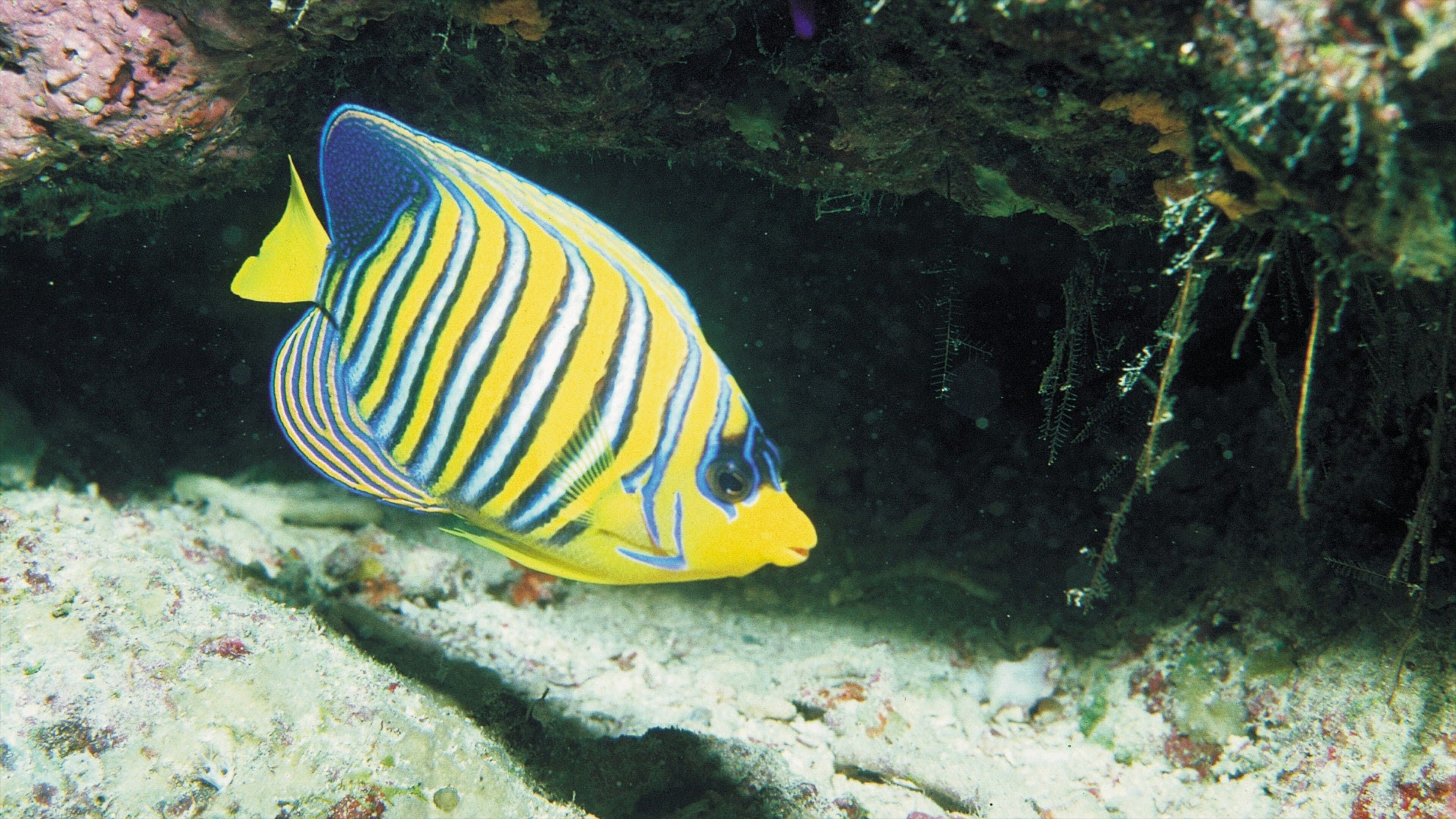 Sodwana Bay Beach which includes marine life and coral