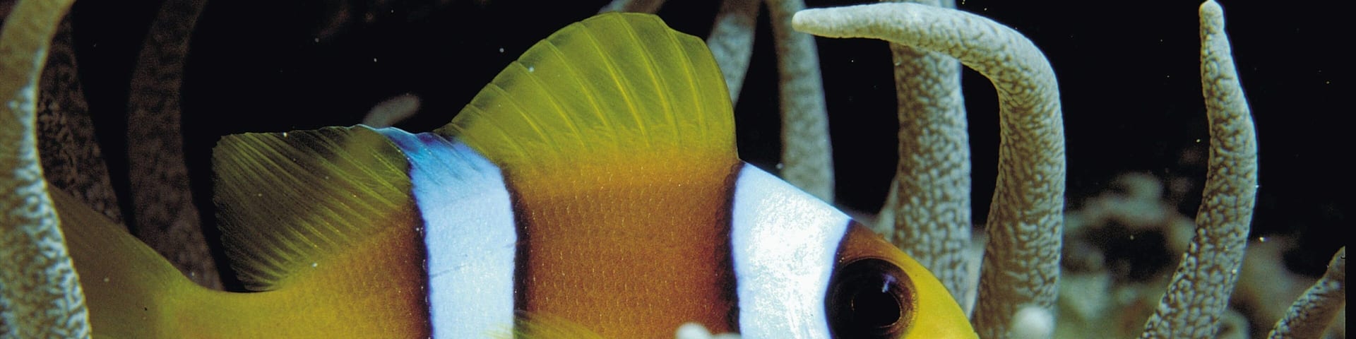 Sodwana Bay Beach featuring colorful reefs and marine life