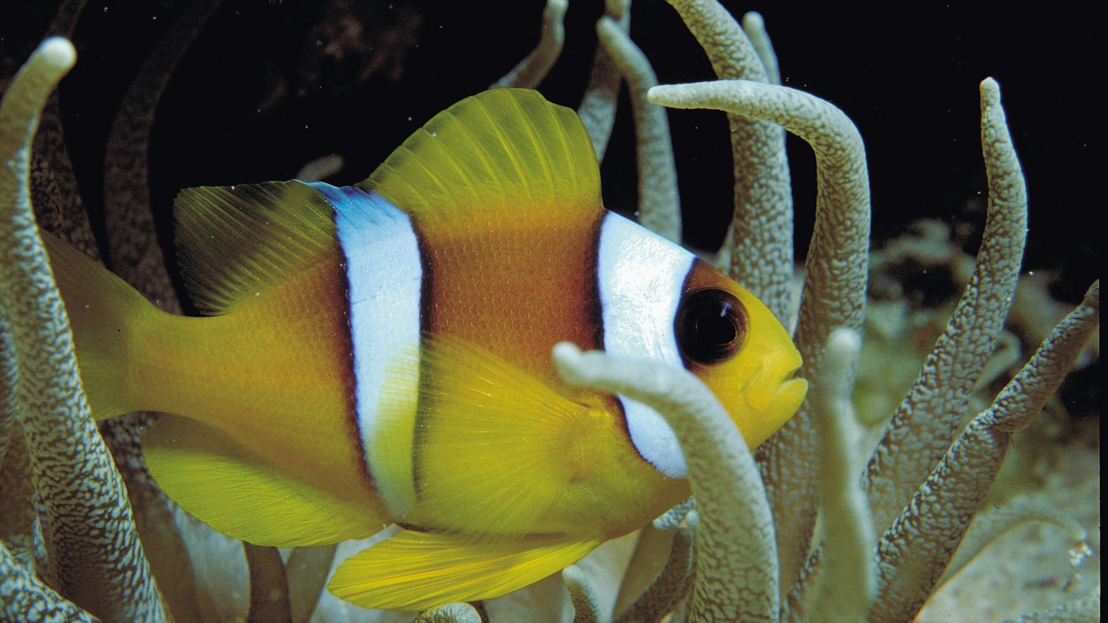 A fish with yellow, white, and black stripes swimming near a coral reef.