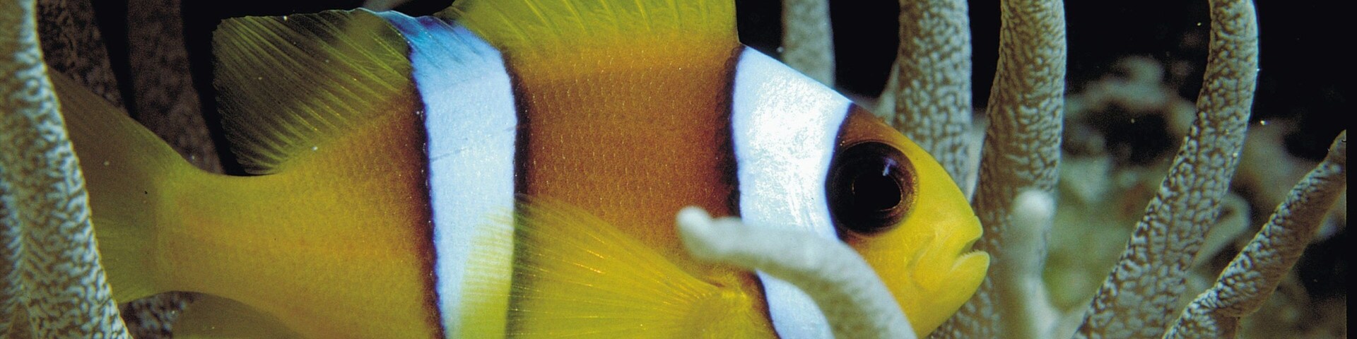 A fish with yellow, white, and black stripes swimming near a coral reef.