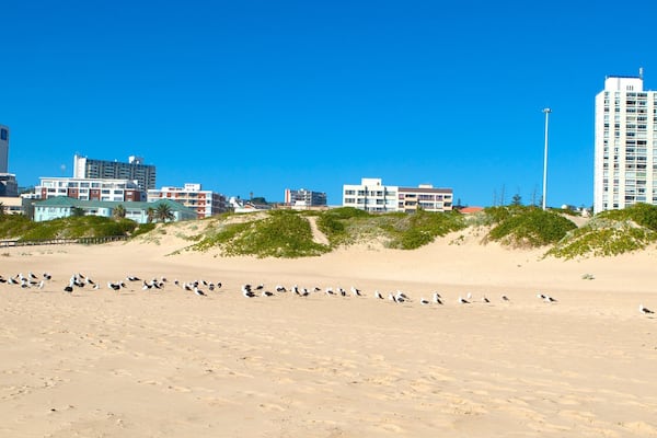 King\'s Beach showing a city, a beach and bird life