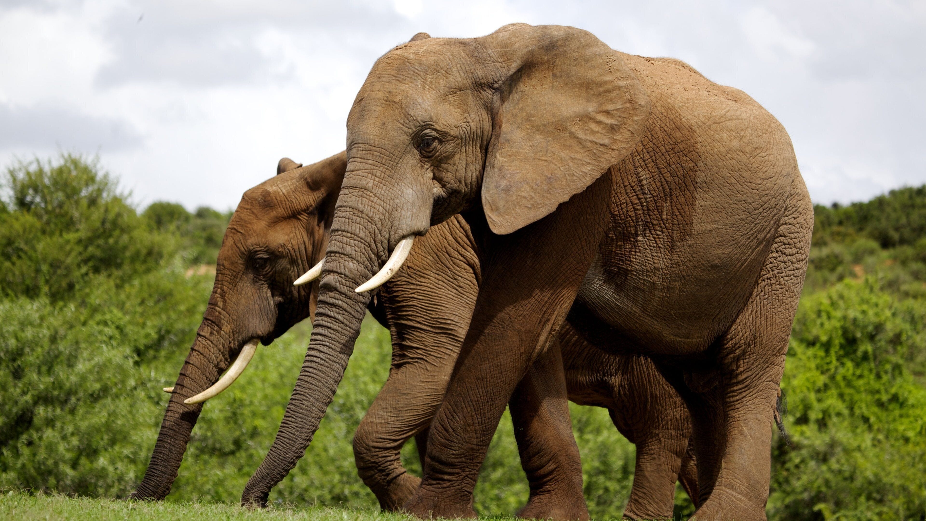 Two elephants in a grassy field with dense greenery in the background.