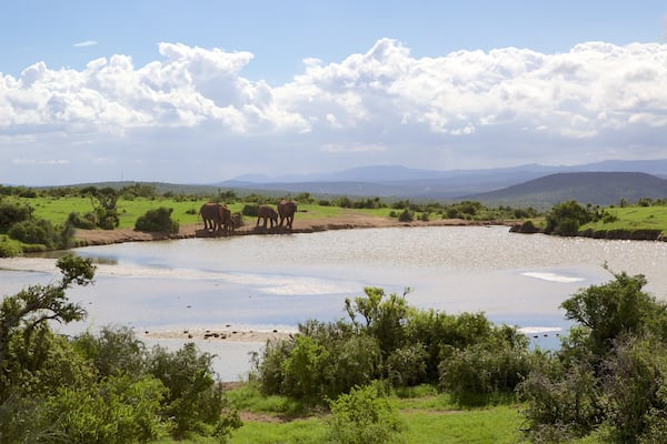 Addo Elephant National Park welches beinhaltet Landschaften, Landtiere und ruhige Szenerie