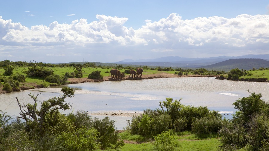 Addo Elephant National Park which includes tranquil scenes, land animals and landscape views