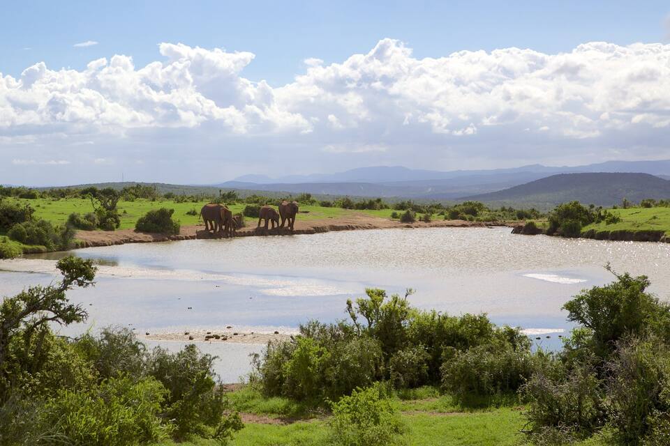 A river with elephants, green fields, and mountains in the background.