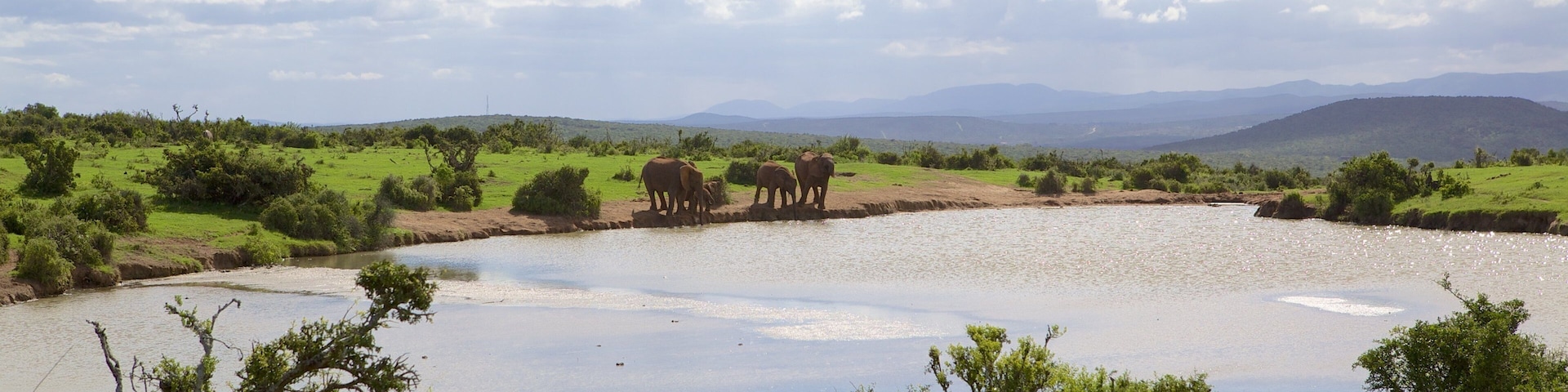 Addo Elephant National Park which includes land animals, landscape views and tranquil scenes
