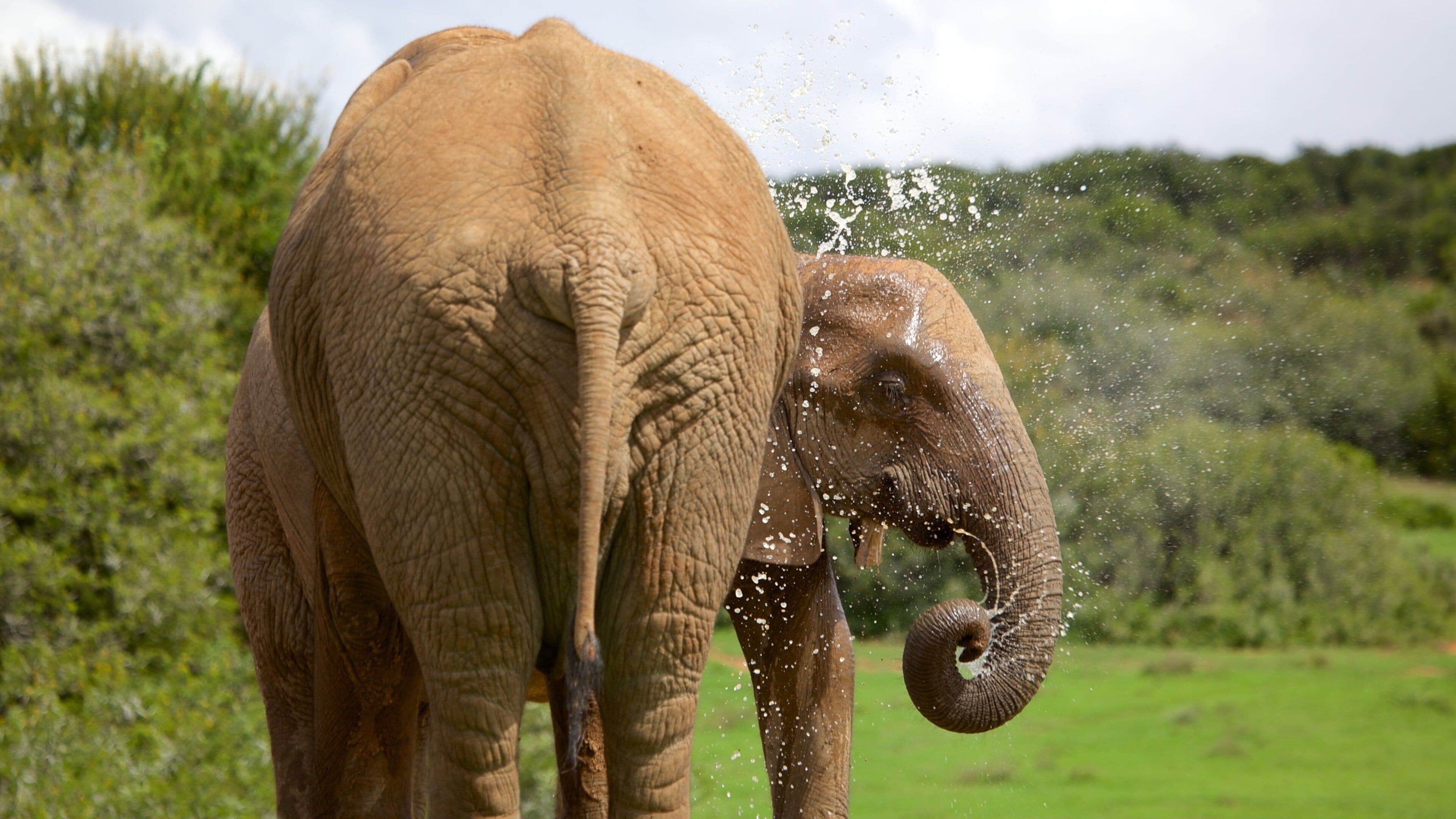 An elephant spraying water with its trunk in a grassy field.