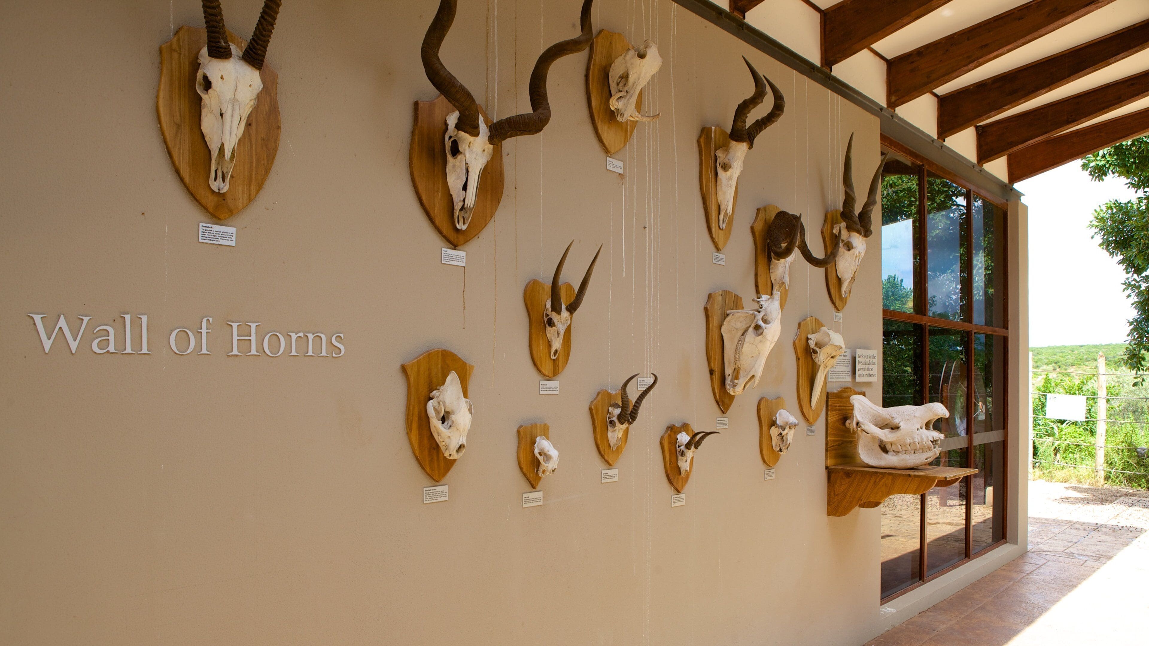 Addo nasjonale elefantpark