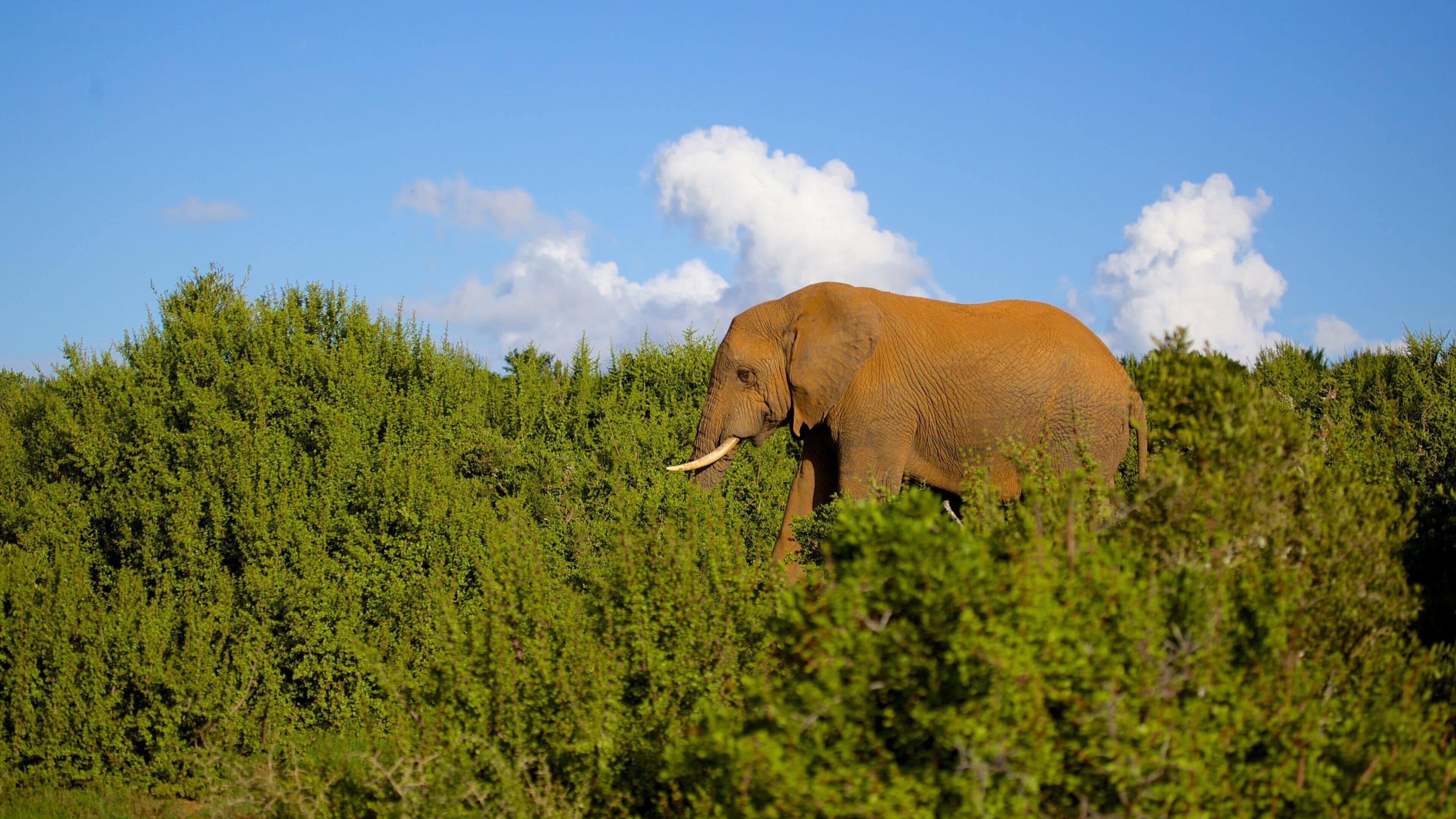 An elephant in a dense green forest with a clear blue sky and fluffy white clouds.