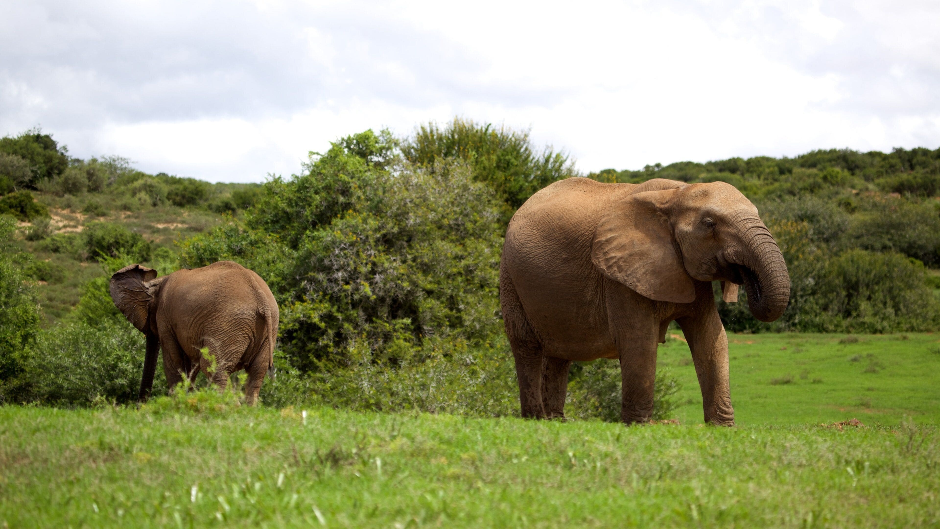 Two elephants in a grassy field with dense green vegetation and trees in the background.