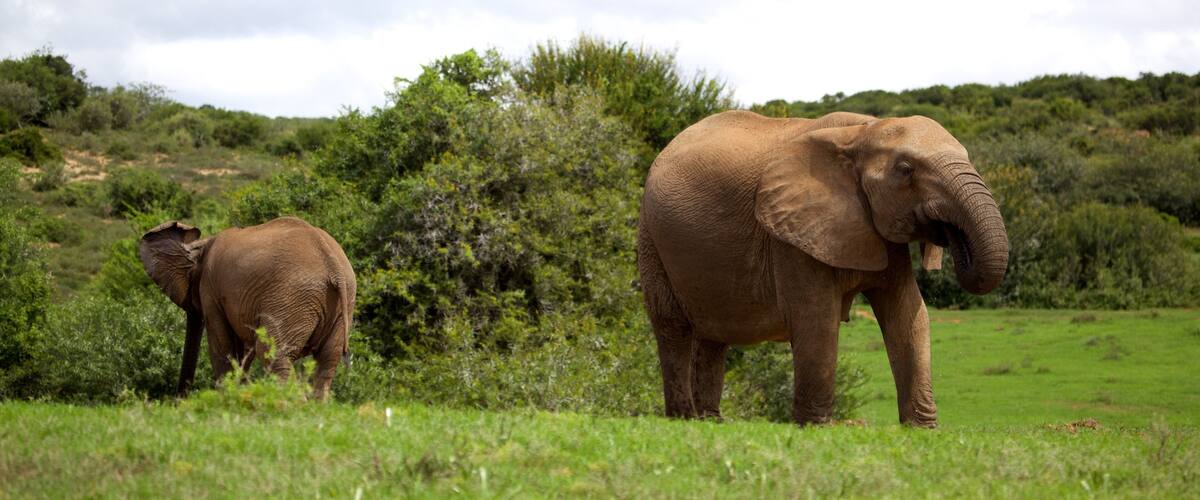 Parque Nacional Addo Elephant que incluye animales terrestres y un parque