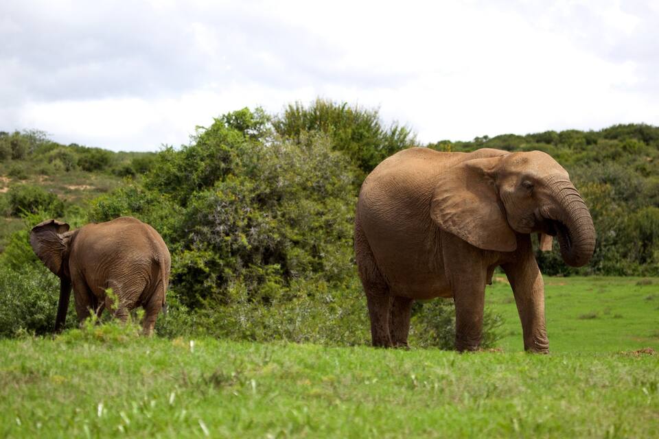 Two elephants in a grassy field with dense green vegetation and trees in the background.