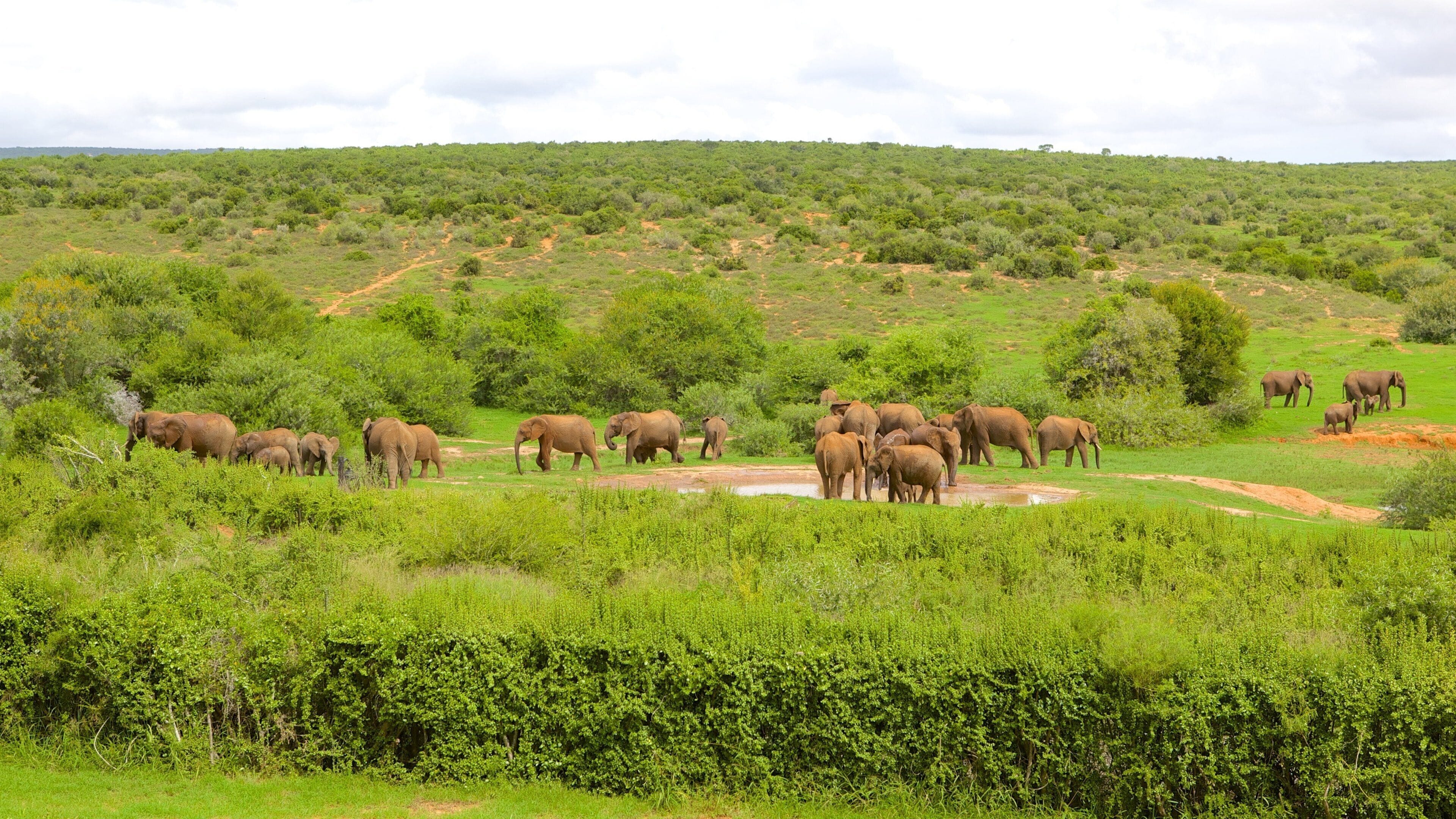 A herd of elephants in a lush green savannah with rolling hills in the background.