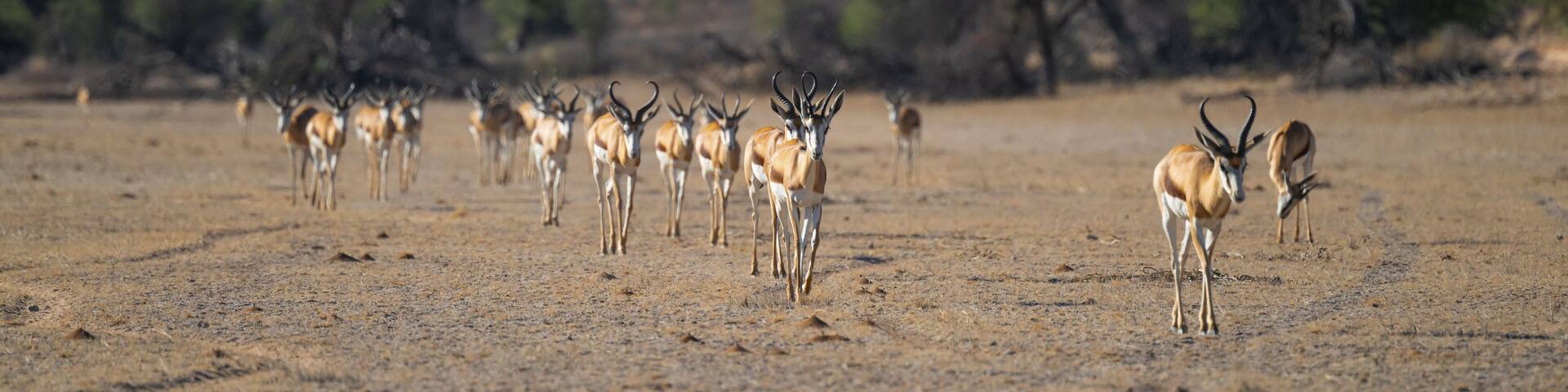A group of antelopes in a dry, open landscape with sparse trees and a hilly backdrop.