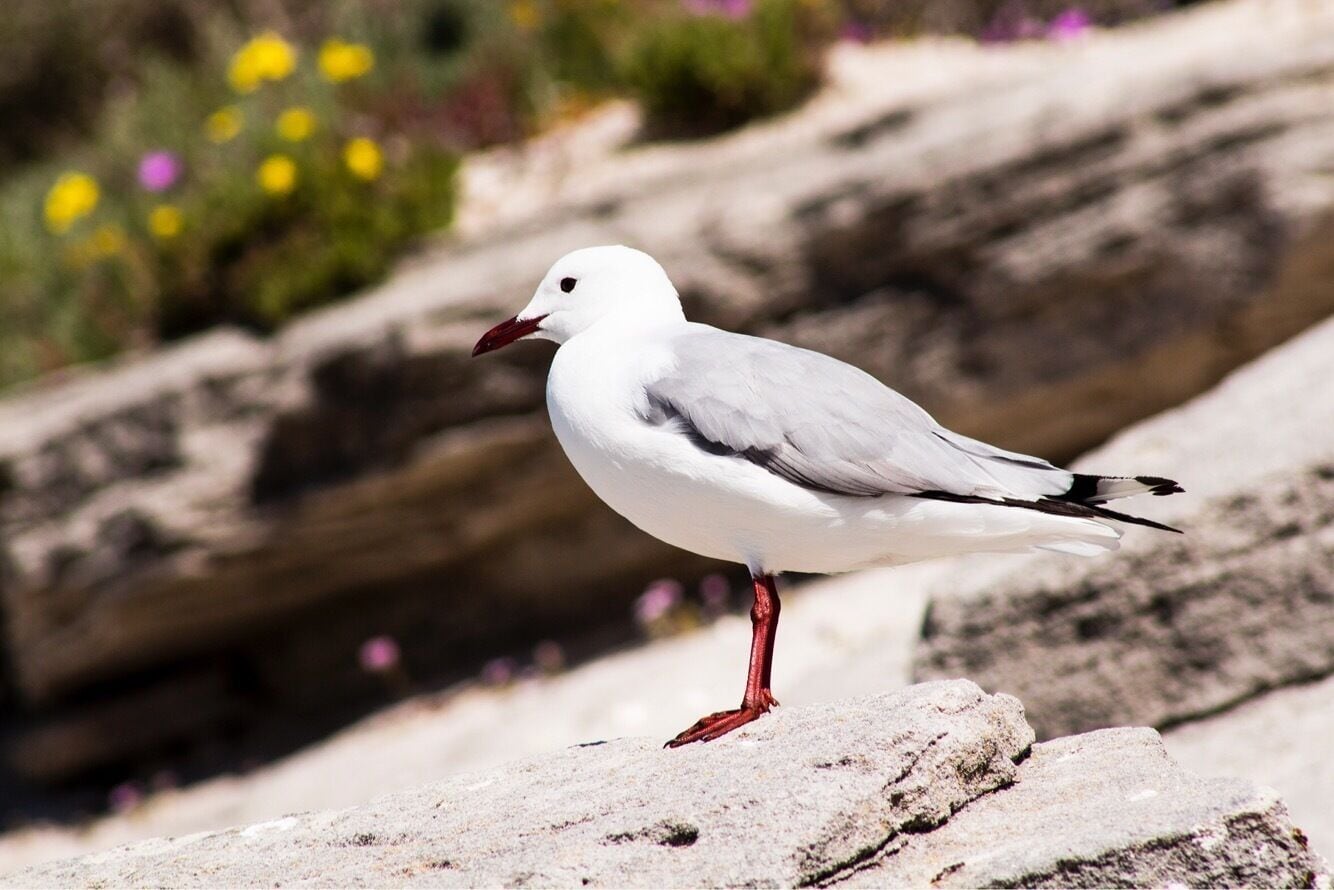 Seagull sitting by the lagoon.#seagull #flowers #westcoast