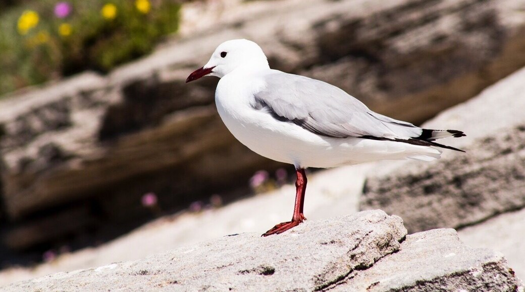 Seagull sitting by the lagoon.#seagull #flowers #westcoast
