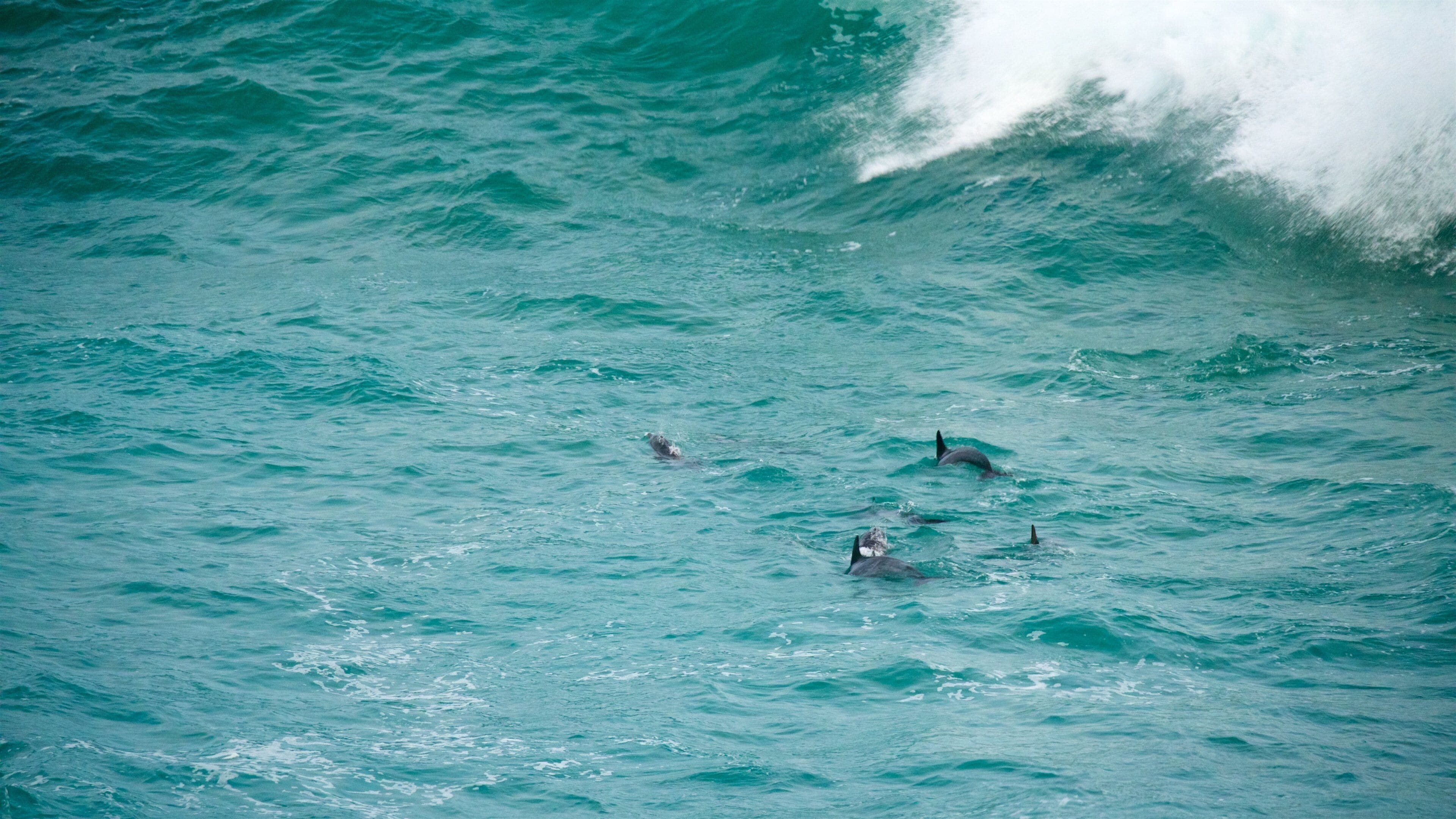 Cape St. Blaize Cave which includes waves and marine life