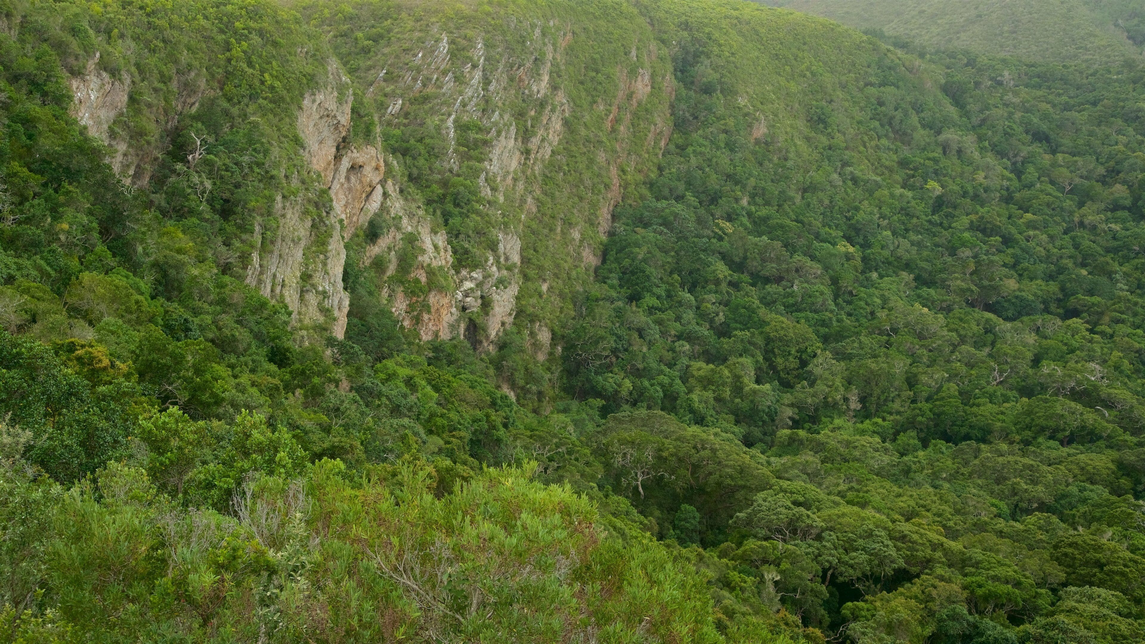 自然山谷海灘 设有 一般的海岸景觀, 熱帶景觀 和 森林