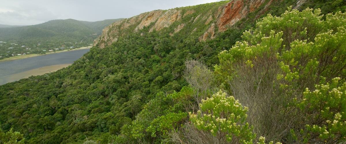 Natures Valley Beach showing landscape views, forest scenes and general coastal views