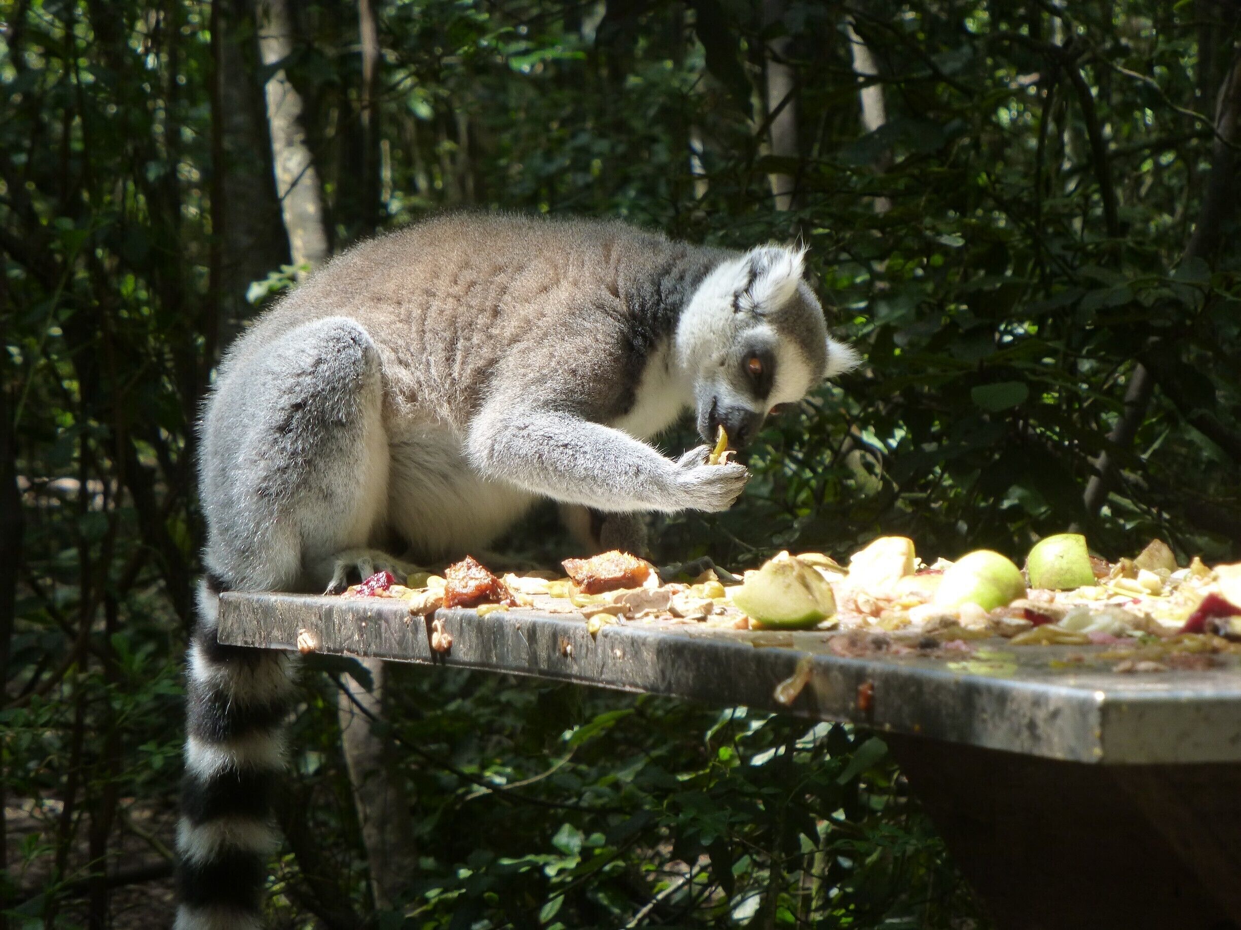 Um lêmure comendo comida em uma plataforma rodeada por árvores.