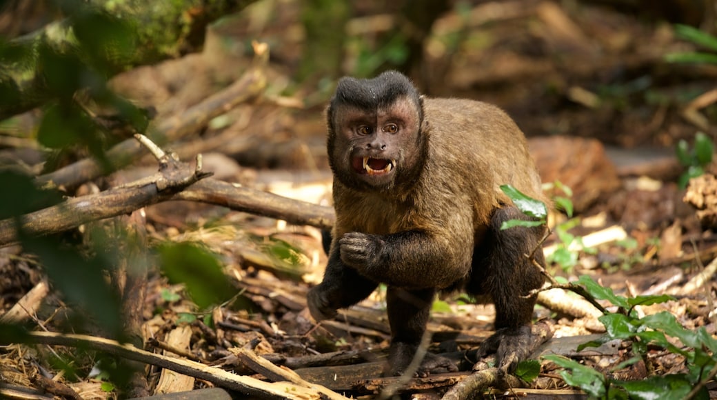 Monkeyland que inclui animais fofos ou amigĂĄveis