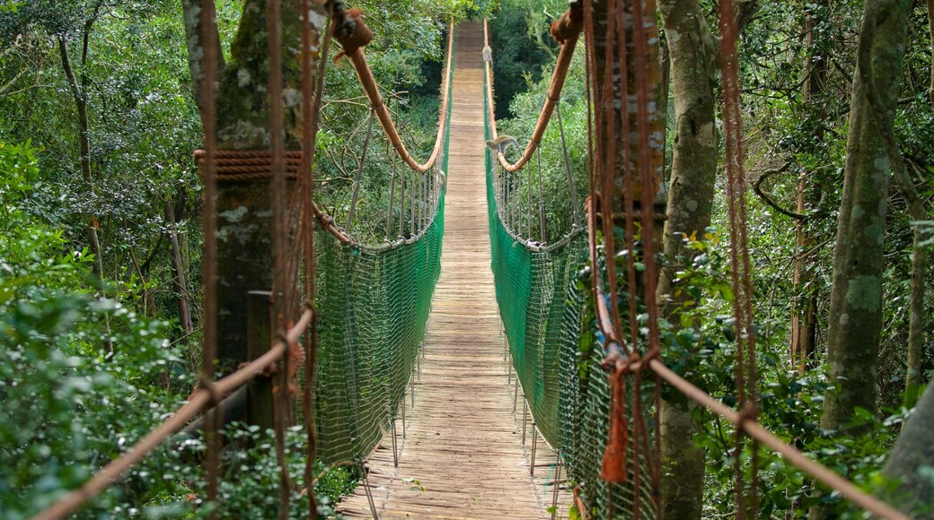 Monkeyland showing forest scenes and a bridge