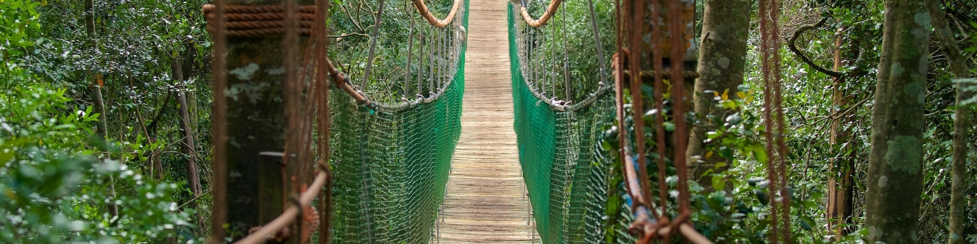 Monkeyland mit einem Wälder und Brücke