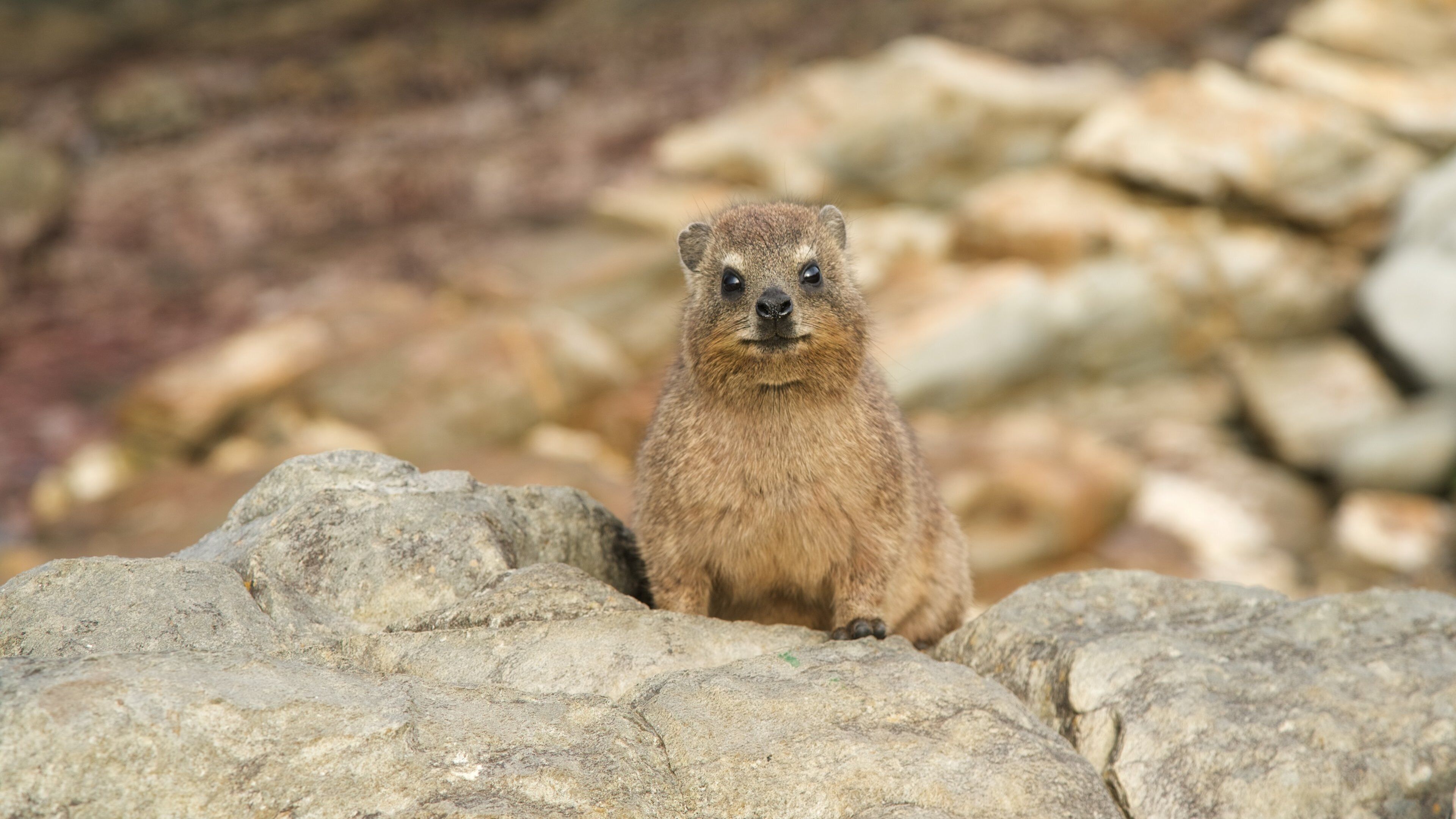 Công viên Quốc gia Tsitsikamma trong đó bao gồm động vật dễ thương