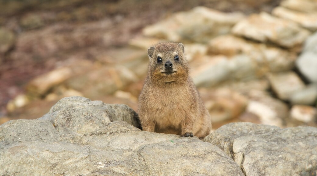 Công viên Quốc gia Tsitsikamma trong đó bao gồm động vật dễ thương