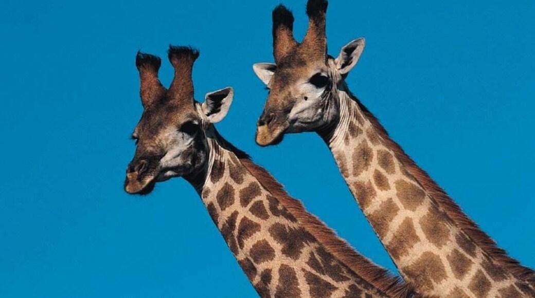 Giraffe (Giraffa camelopardalis): heads of pair against the sky, Itala Game Reserve