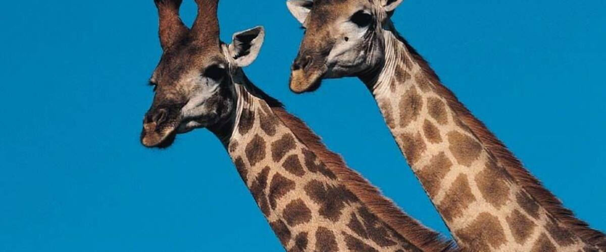 Two giraffes against a clear blue sky.