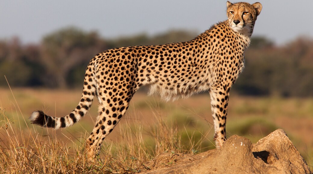 Phinda Private Game Reserve