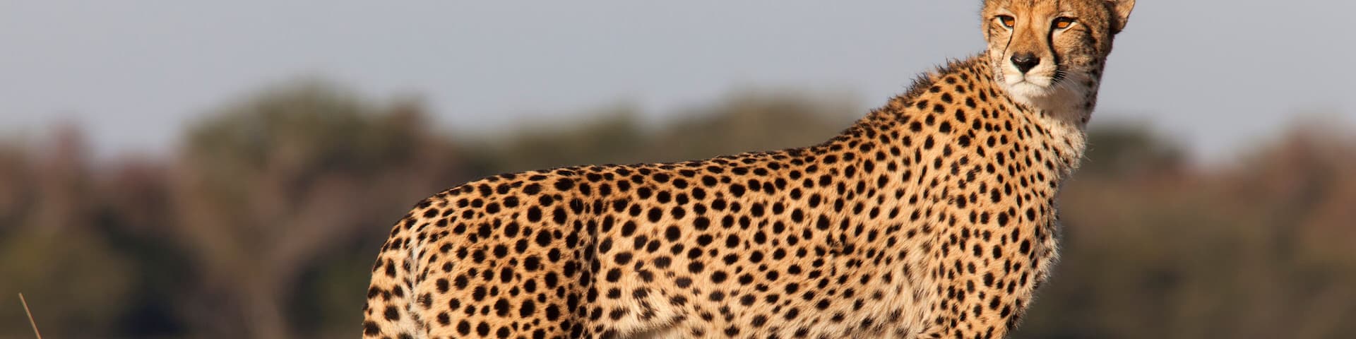 A cheetah standing on a rock in a grassy field.