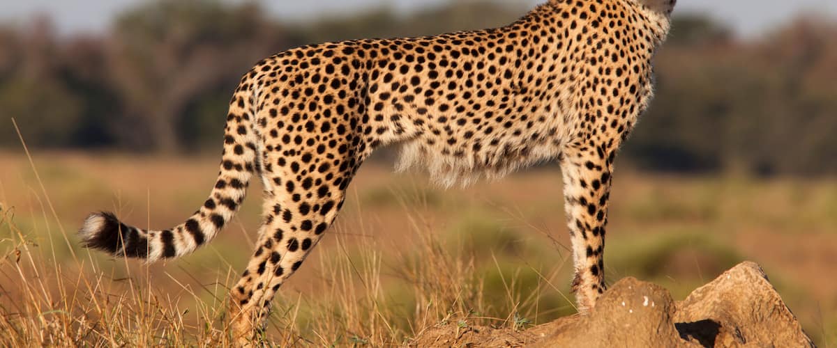 A cheetah standing on a rock in a grassy field.