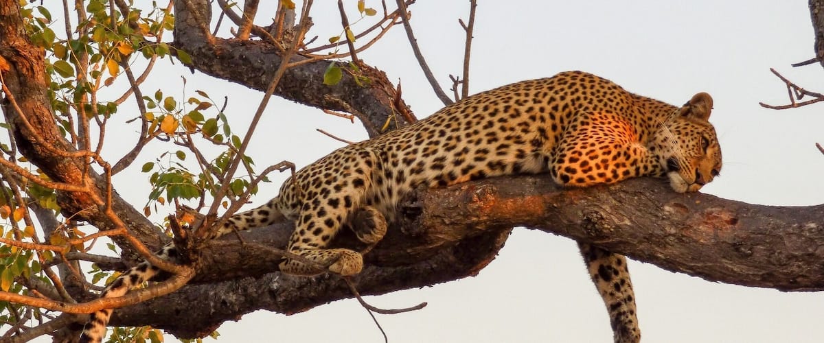 Donât forget to look up in the trees while on Safari. Leopards tend to sleep and drag their prey up to higher grounds. #lifeatexpedia #bigcats