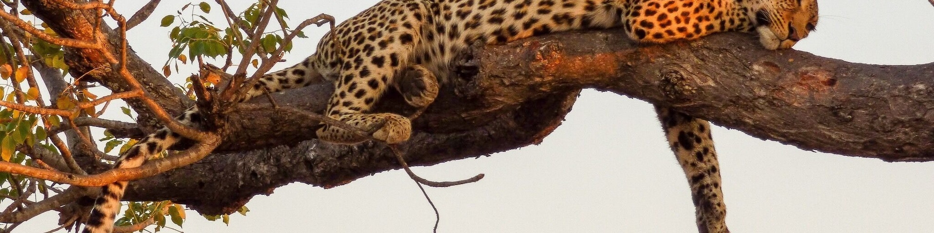 Don’t forget to look up in the trees while on Safari. Leopards tend to sleep and drag their prey up to higher grounds. #lifeatexpedia #bigcats