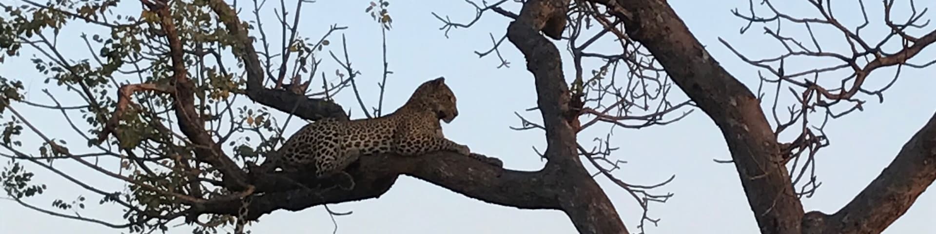 A leopard enjoying sunset #safari #leopard #bigcats #kruger #southafrica