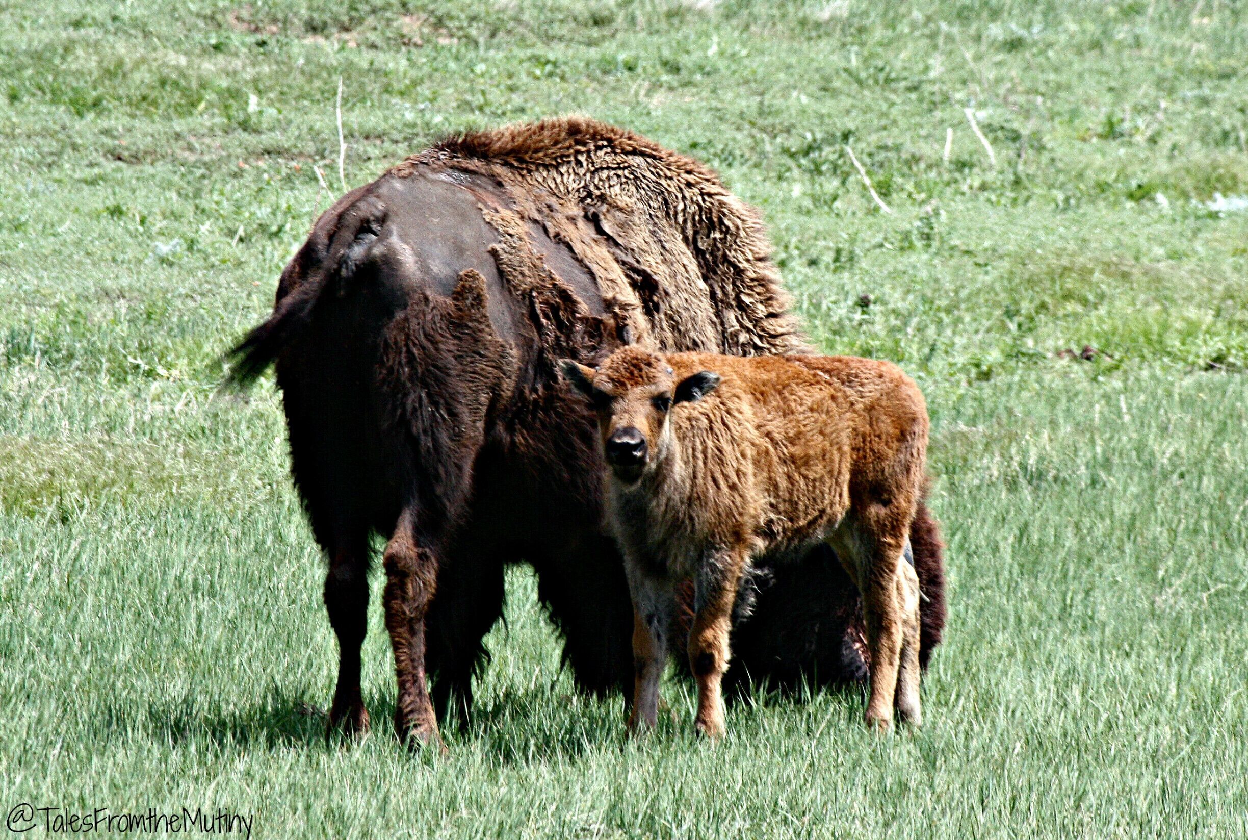 Besides having cool caves there's a huge herd of bison at Wind Cave #NationalPark 