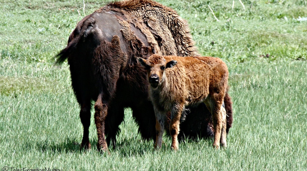 Besides having cool caves there's a huge herd of bison at Wind Cave #NationalPark