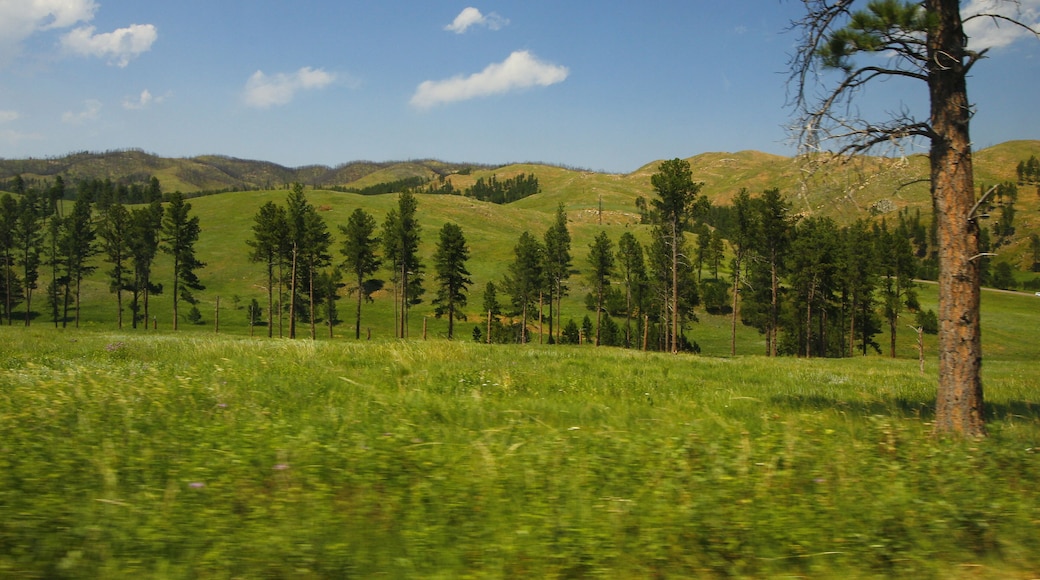 Views of Wind Cave National Park in Summer, South Dakota