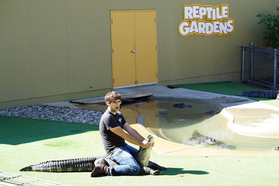 Une personne interagissant avec un grand reptile au parc Reptile Gardens.