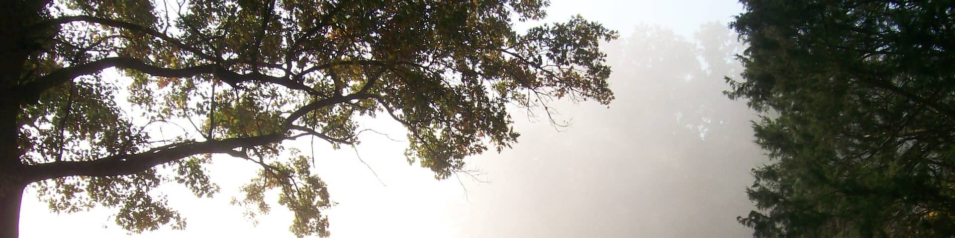 Shiloh National Military Park montrant brume ou brouillard, articles militaires et patrimoine historique