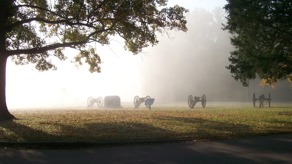 A foggy field with several cannons and a tree.