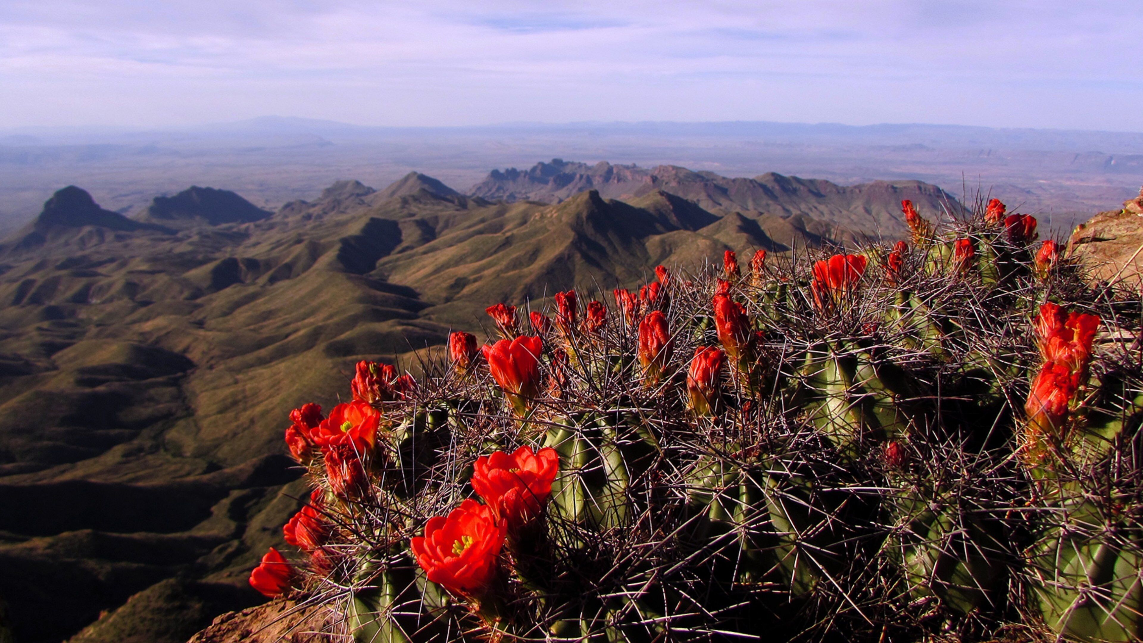 Parc national Big Bend montrant fleurs, panoramas et scènes tranquilles