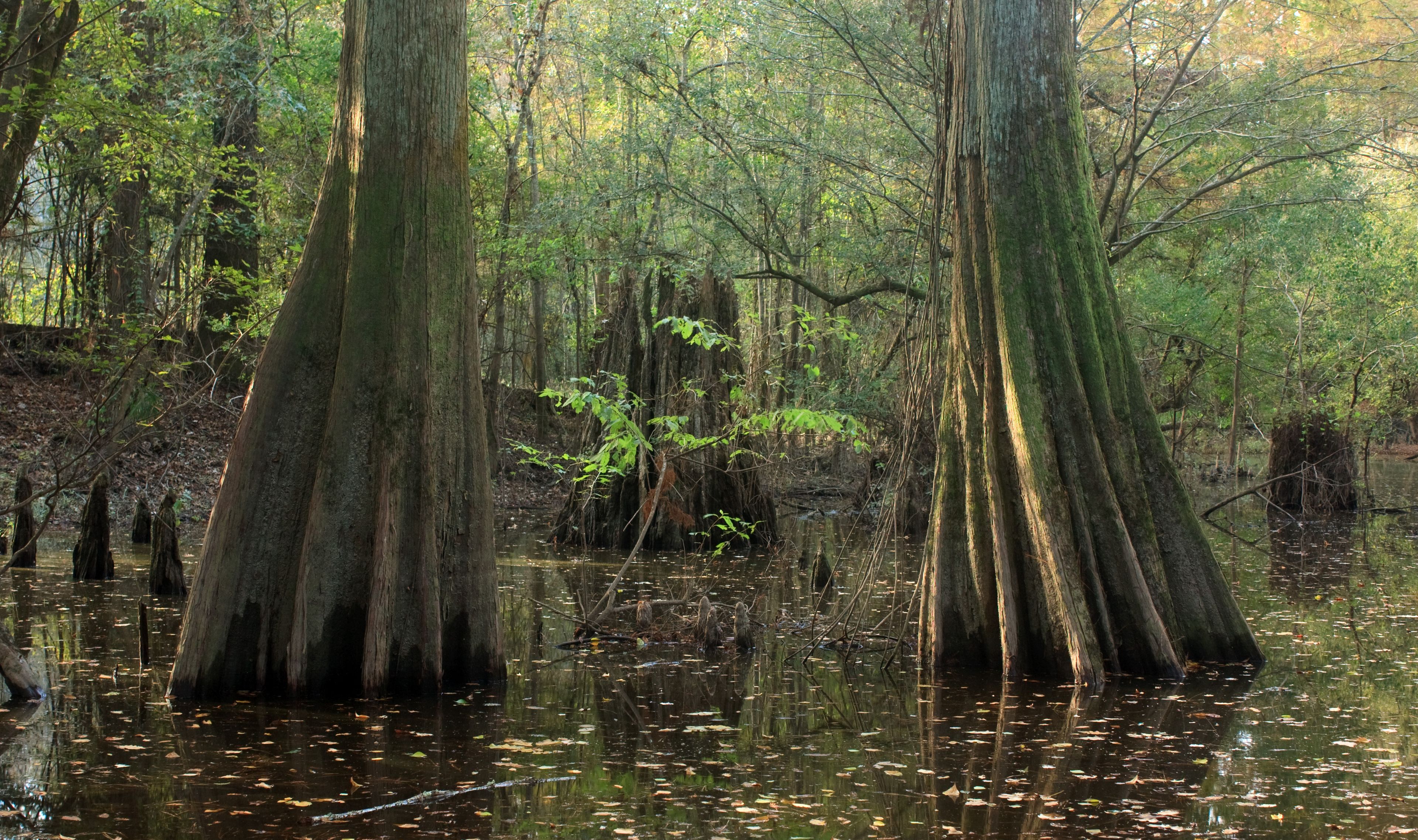 Bald cypress trees stand in a quiet pond in Big Thicket National Preserve, Texas